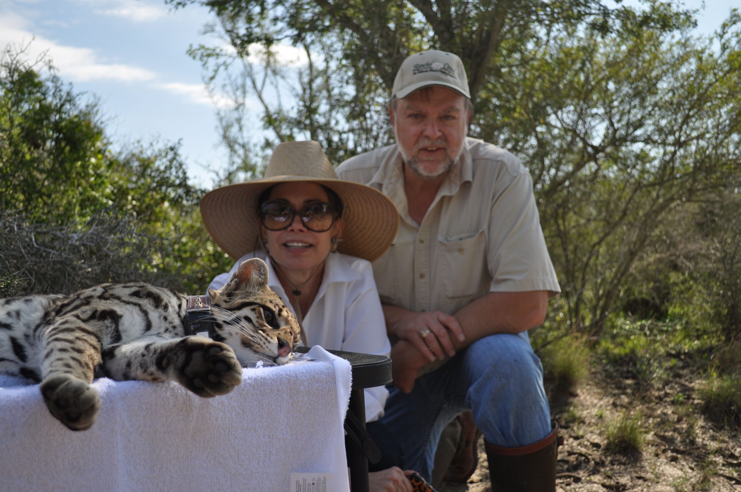 Collaring Ocelots with Dr. Michael Tewes