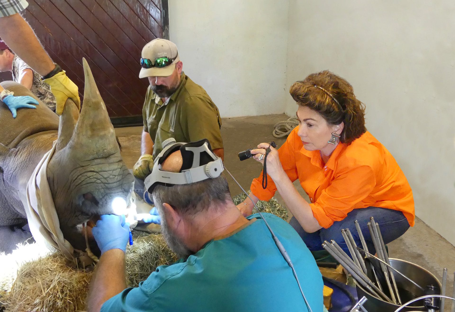 Collaring Ocelots with Dr. Michael Tewes